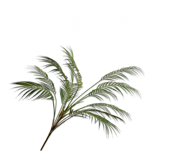Palm | Palmier 124cm