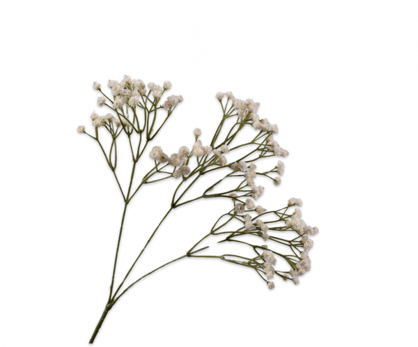 Gypsophila 66cm White