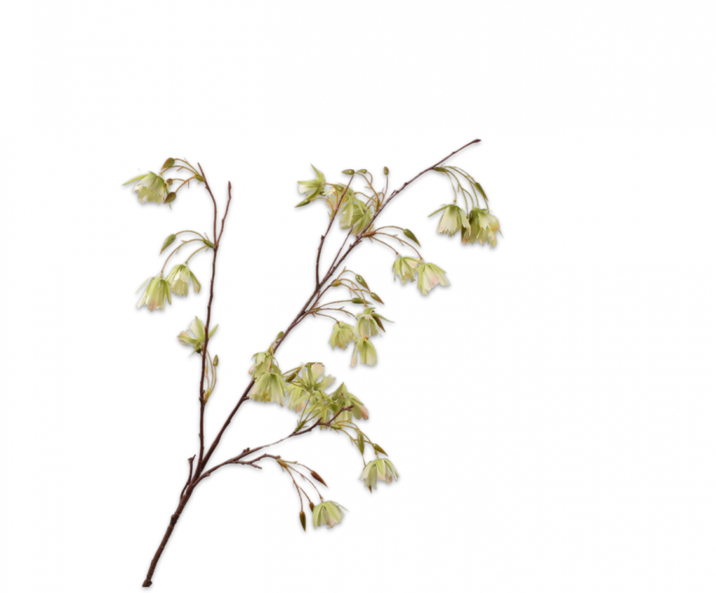 Elaeocarpus 99cm Green