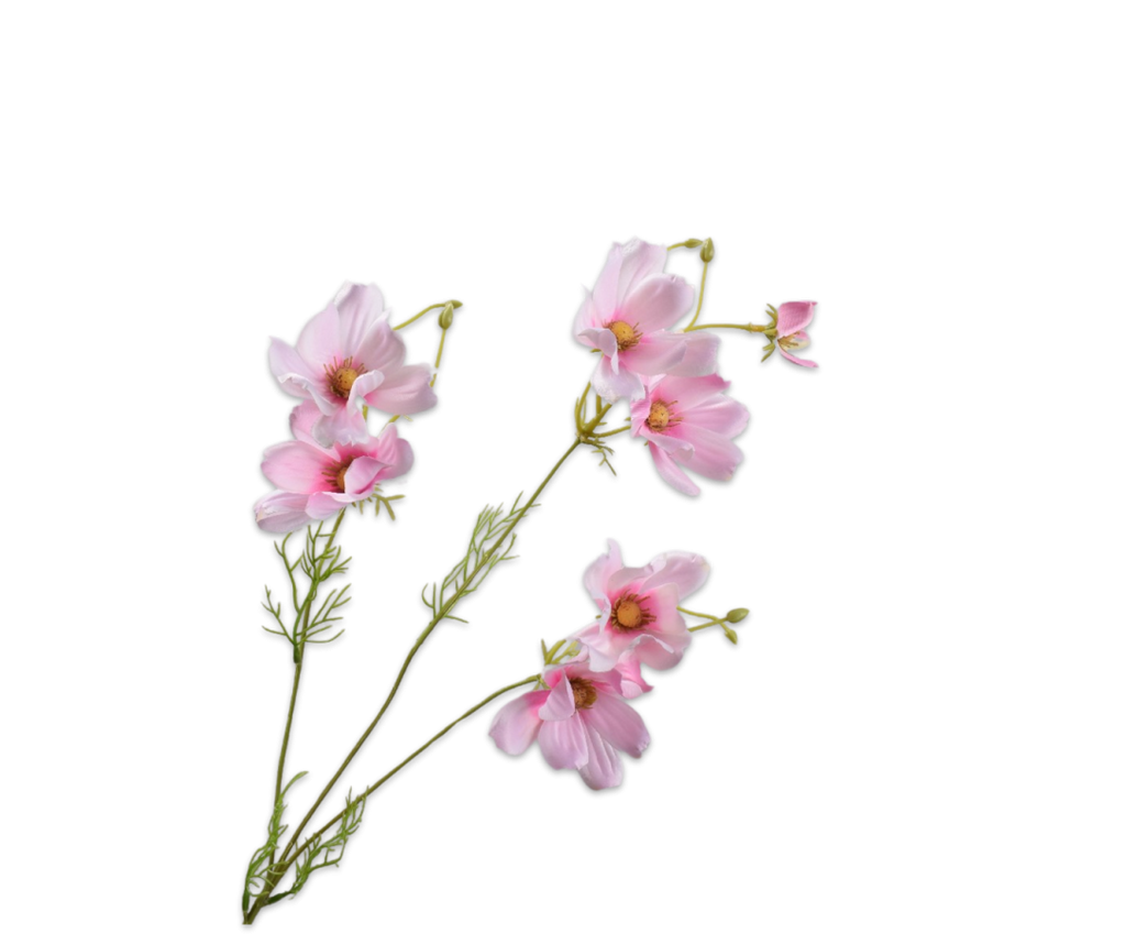 Cosmos Daisy | Marguerite 56cm Light Pink