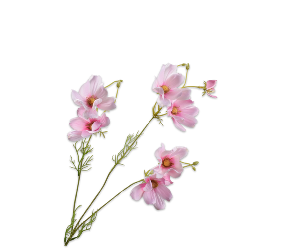 Cosmos Daisy | Marguerite 56cm Light Pink