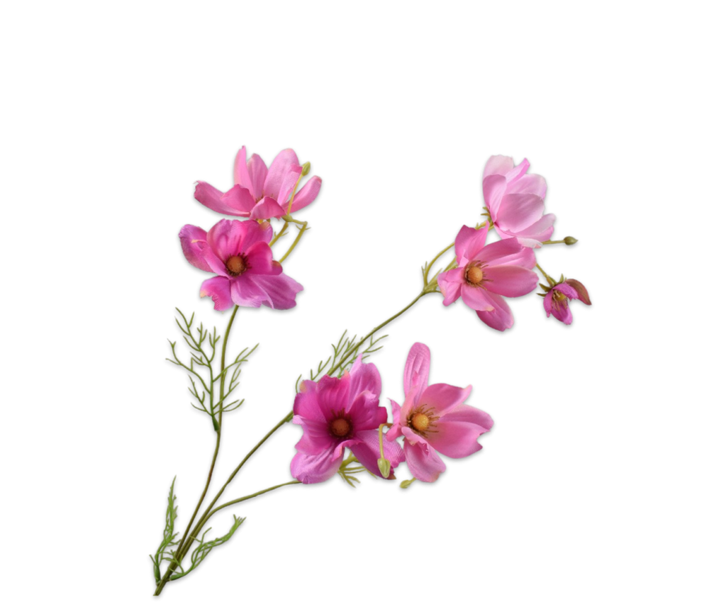 Cosmos Daisy | Marguerite 56cm Pink