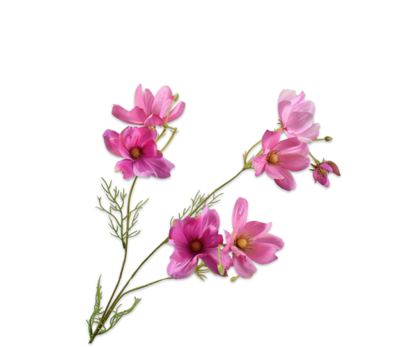 Cosmos Daisy | Marguerite 56cm Pink