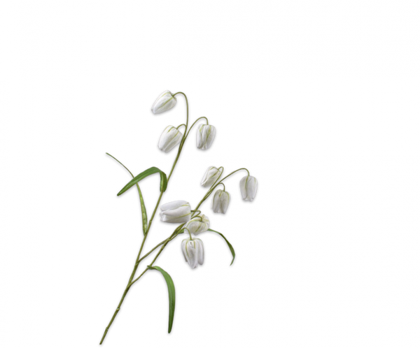 Fritillaria 71cm White