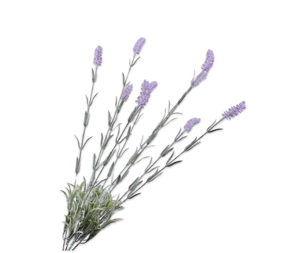 Lavender | Lavande 74cm Lilac