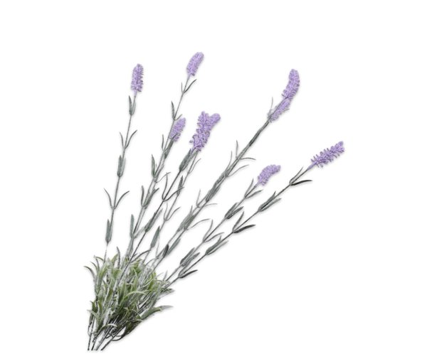Lavender | Lavande 74cm Lilac