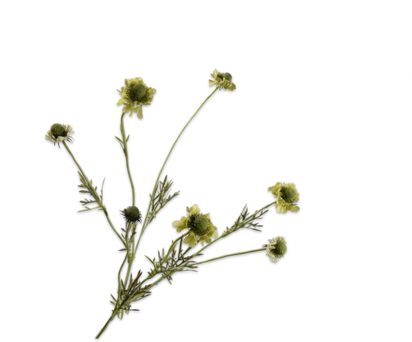 Scabiosa 89cm Green