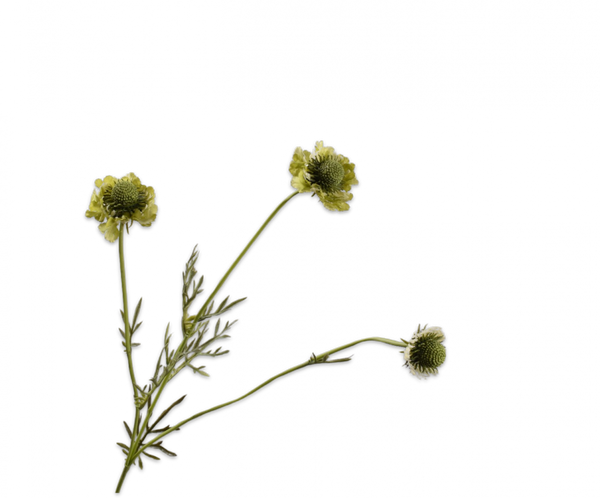 Scabiosa 64cm Green