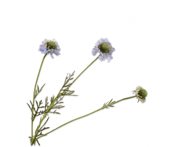 Scabiosa 64cm Lilac