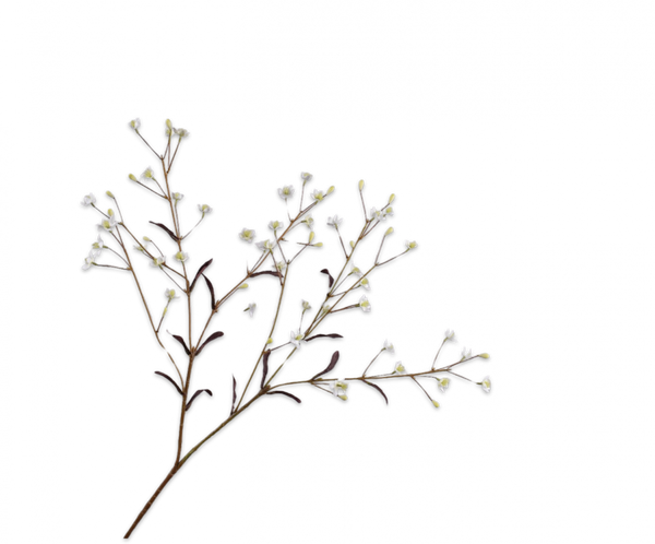 Thalictrum 89cm White
