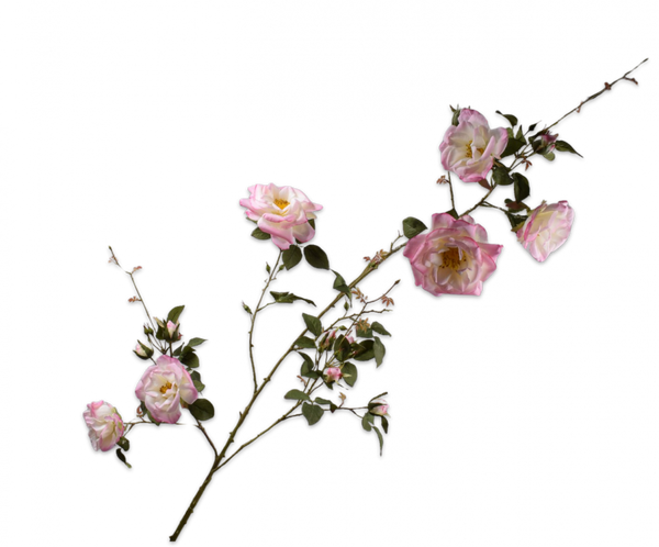 Rose 160cm Pink