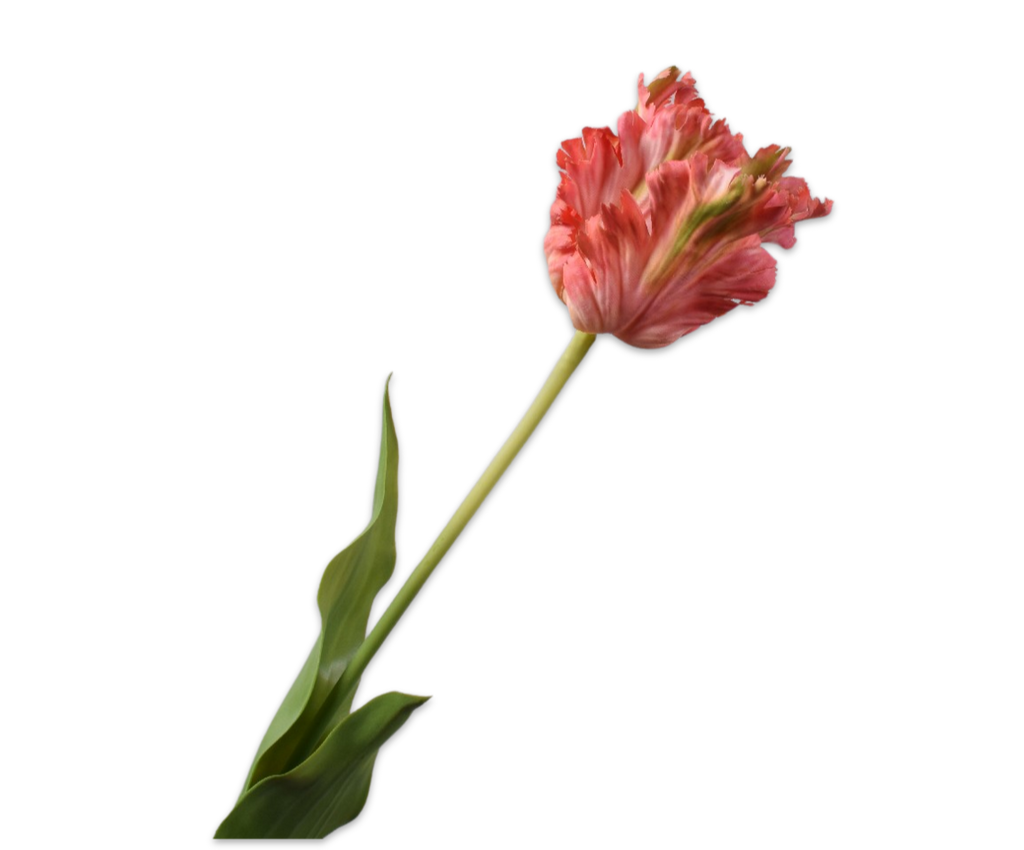 Tulip Parrot | Tulipe Perroquet 71cm RealTouch Pink Beauty