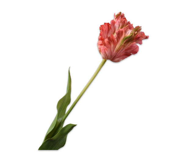 Tulip Parrot | Tulipe Perroquet 71cm RealTouch Pink Beauty