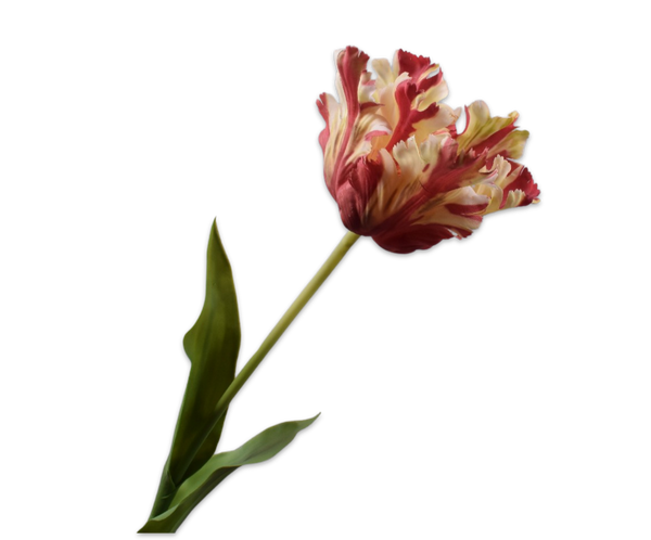 Tulip Parrot | Tulipe Perroquet 71cm RealTouch Red Cream