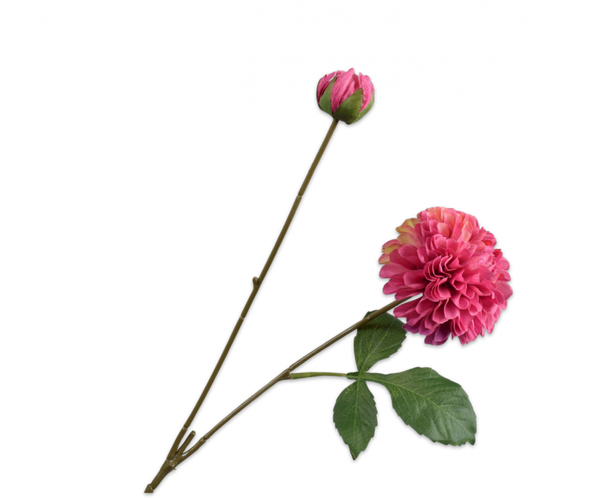 Dahlia 73cm Beauty