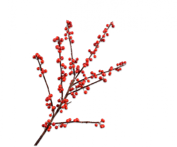 Ilex Berries | Baies 84cm Red