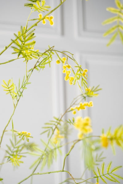 Mimosa 96cm Yellow