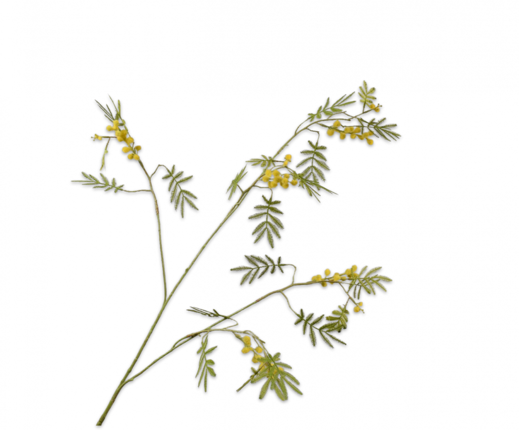 Mimosa 96cm Yellow