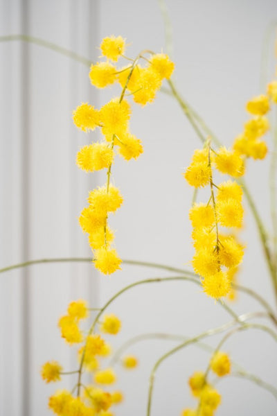 Mimosa 103cm Yellow
