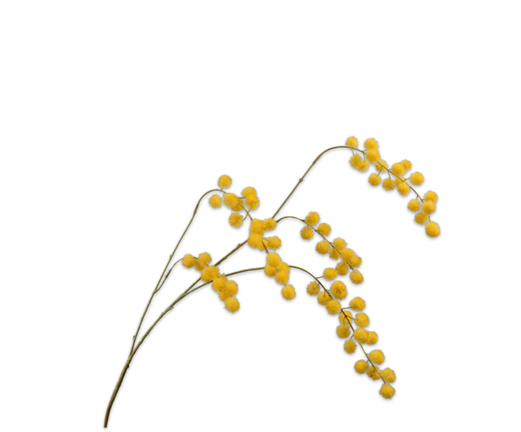 Mimosa 103cm Yellow