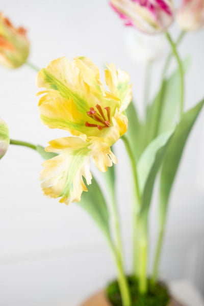 Tulip | Tulipe 61cm Yellow