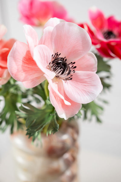 Anemone | Anémone 38cm Light Pink