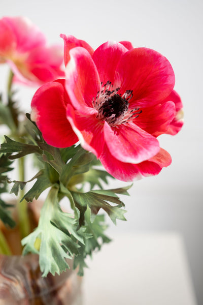 Anemone | Anémone 38cm Beauty