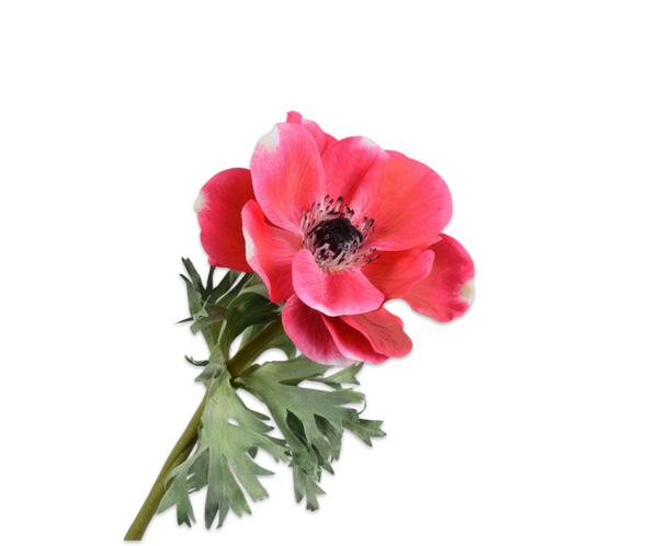 Anemone | Anémone 38cm Beauty