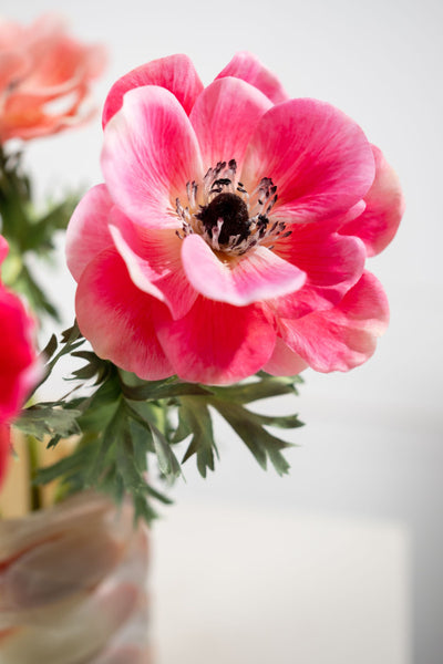 Anemone | Anémone 38cm Pink
