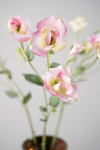 Lisianthus 84cm Pink