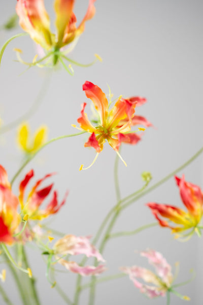 Gloriosa 70cm Red Yellow