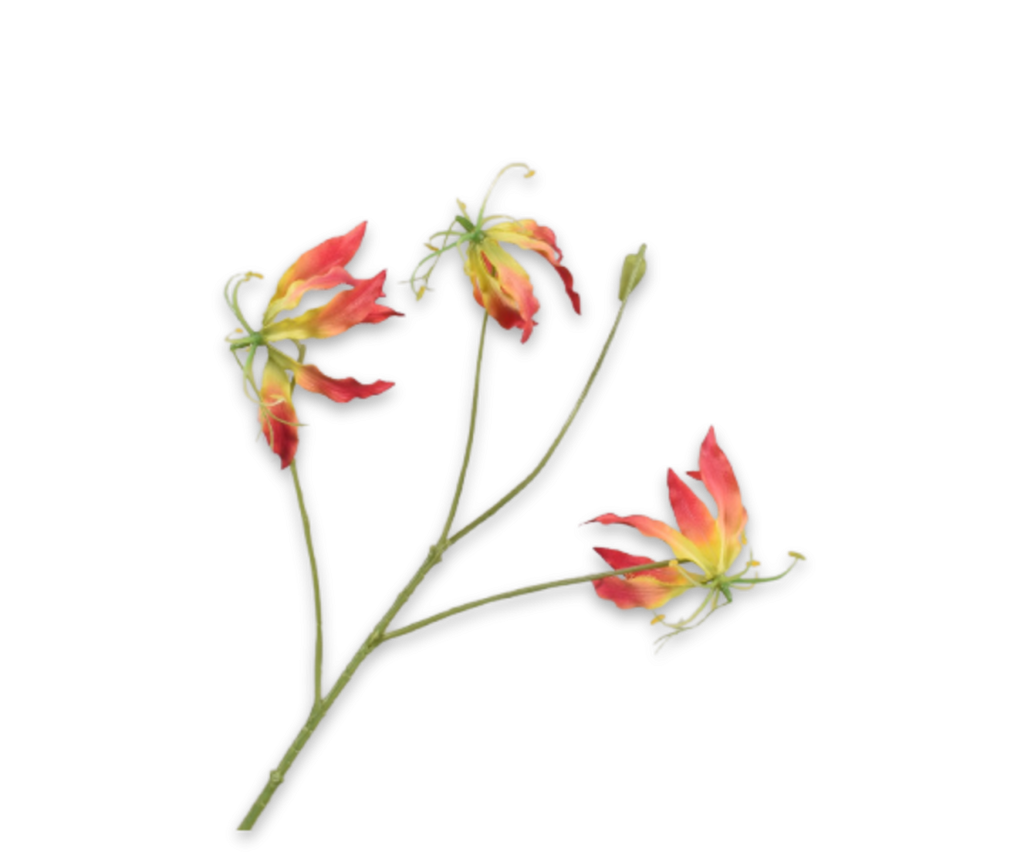 Gloriosa 70cm Red Yellow