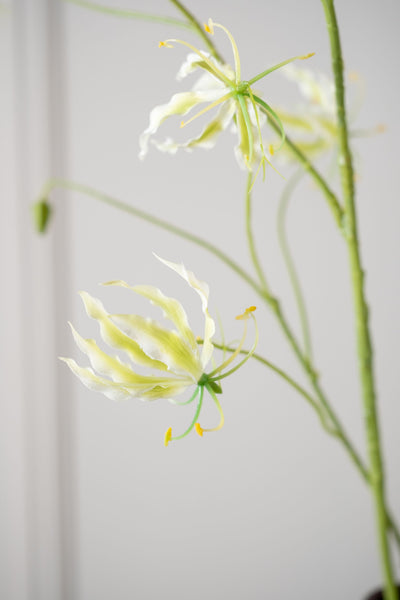 Gloriosa 70cm White Green