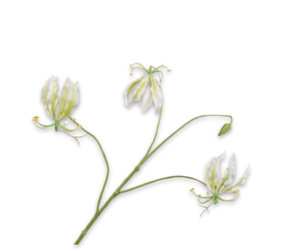Gloriosa 70cm White Green