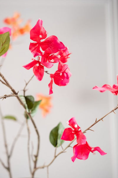 Bougainvillea 93cm Beauty