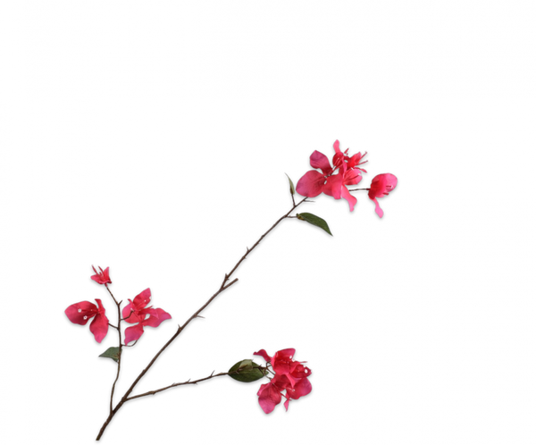 Bougainvillea 93cm Beauty