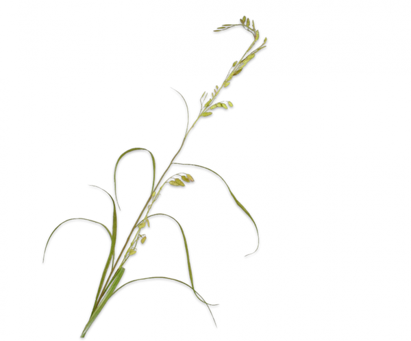 Grass | Herbe ramifiée 162cm Green