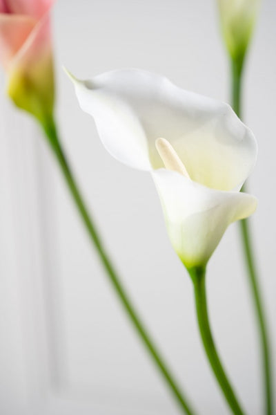 Calla Lily | Arum 65cm RealTouch White