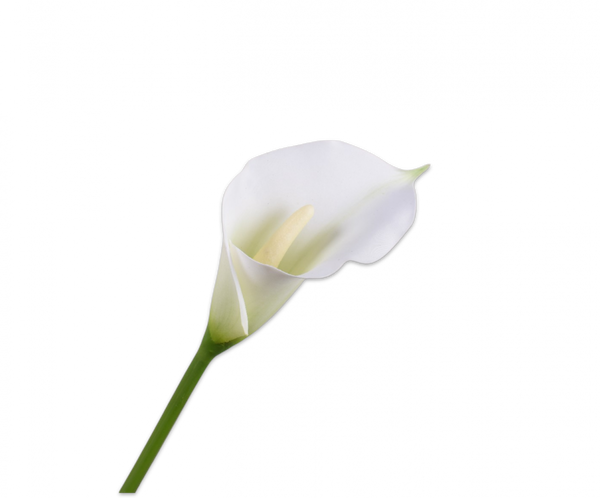 Calla Lily | Arum 65cm RealTouch White