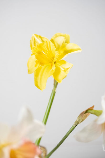 Daffodil | Narcissus 58cm Yellow