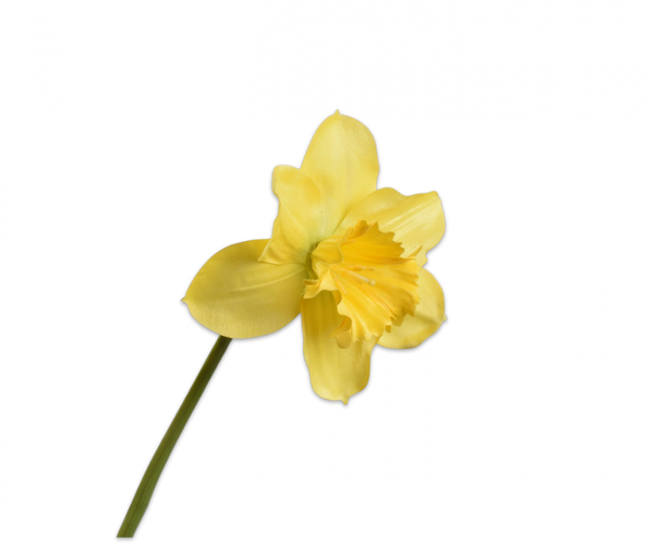 Daffodil | Narcissus 58cm Yellow