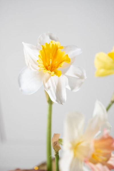 Daffodil | Narcissus 58cm White Yellow