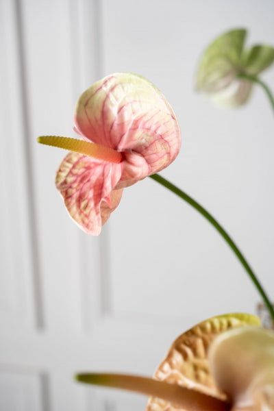 Anthurium 66cm Pink