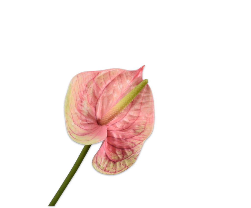 Anthurium 66cm Pink