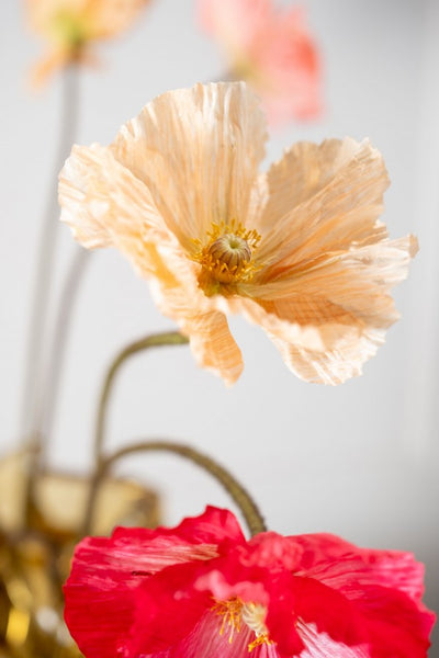 Poppy | Pavot 63cm Peach