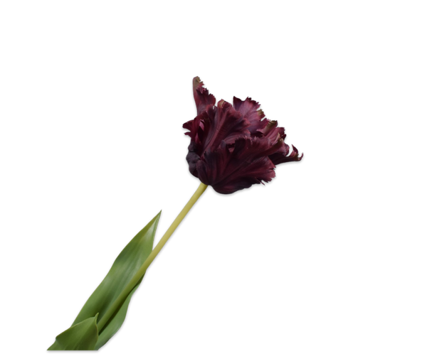 Tulip | Tulipe 71cm RealTouch Burgundy