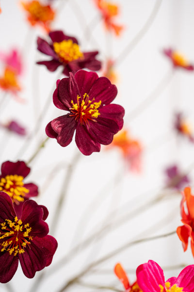 Cosmos 77cm Burgundy