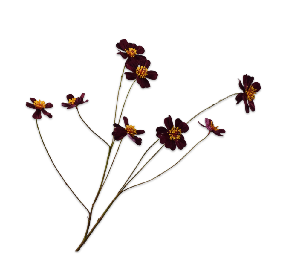 Cosmos 77cm Burgundy
