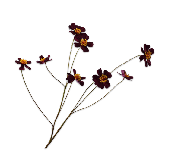 Cosmos 77cm Burgundy