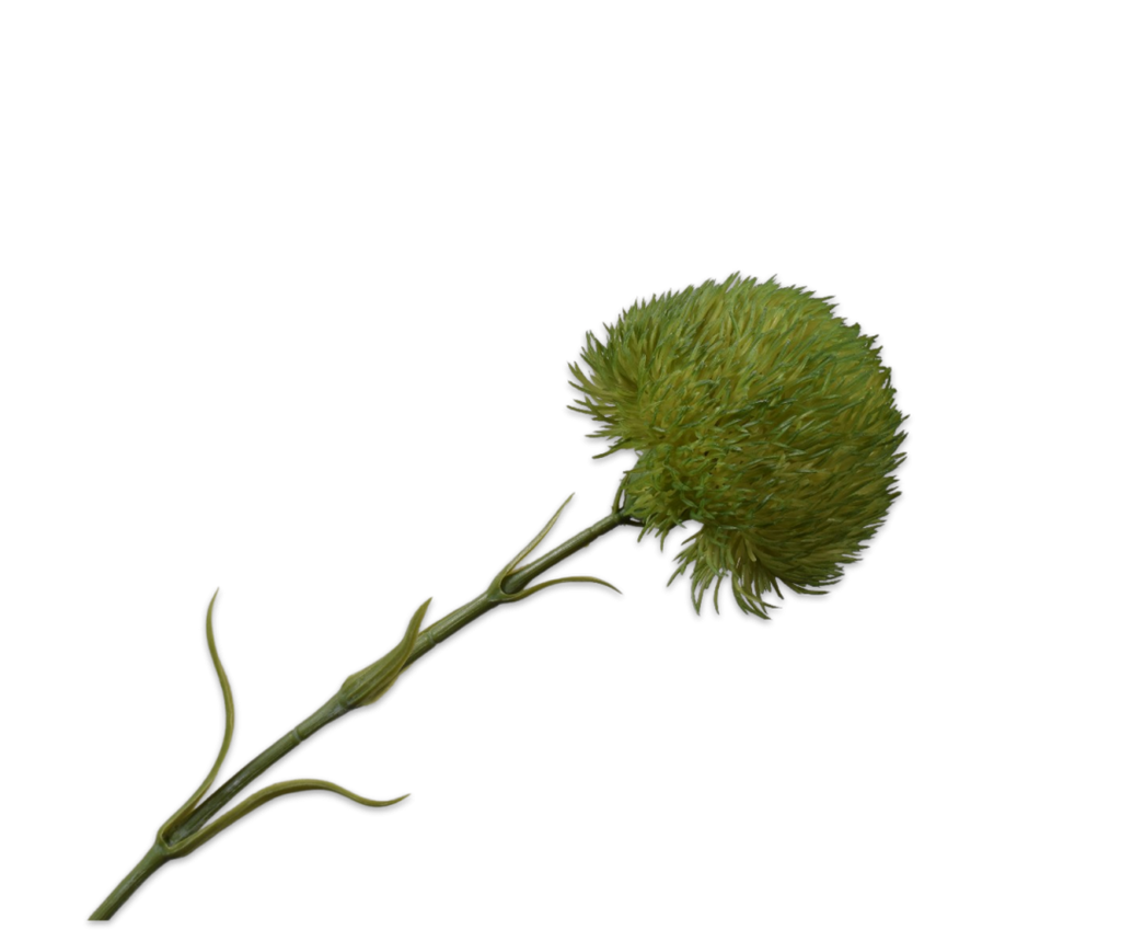 Dianthus | Œillet 58cm Green
